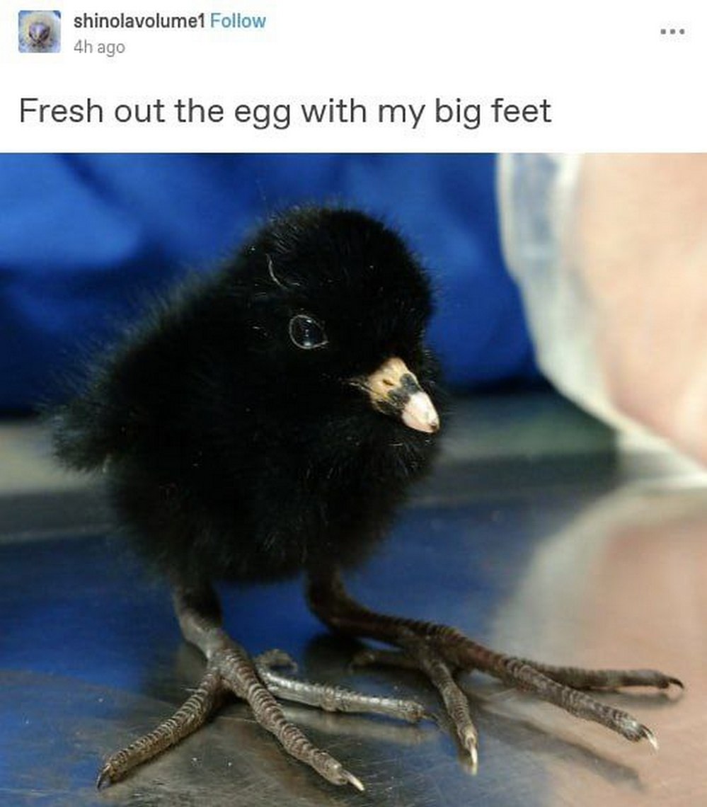 Fresh out the egg with my big feet Птенец с большими лапами, только что вылупившийся из яйца.