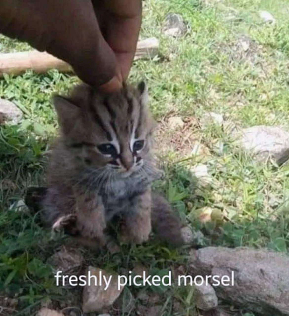 Freshly picked morsel котенок Крошечный котенок, которого кто-то "подобрал", напуганно смотрит вдаль с подписью "freshly picked morsel"