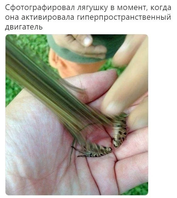 Сфотографировал лягушку в момент, когда она активировала гиперпространственный двигатель Лягушка, активировавшая гиперпространственный двигатель