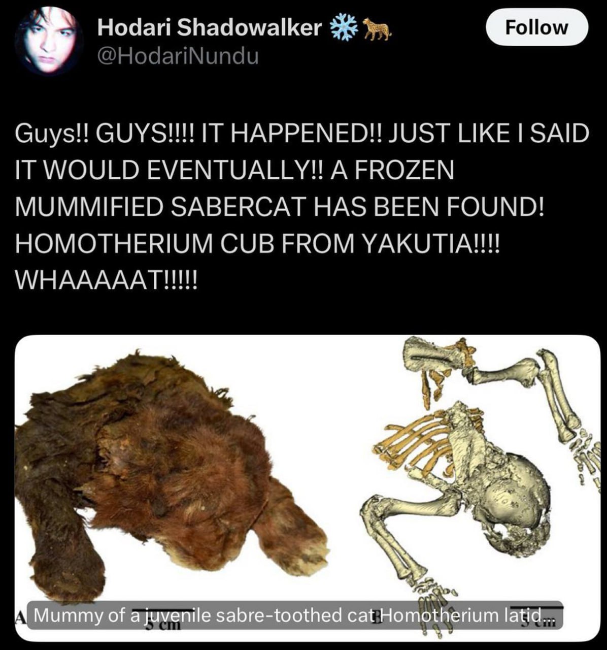 Frozen mummified sabercat has been found Замороженный мумифицированный детеныш саблезубого кота Homotherium из Якутии