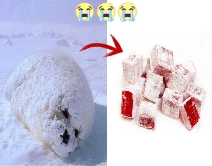 Замёрзший тюлень превращается в лукум Замёрзший тюлень и лукум