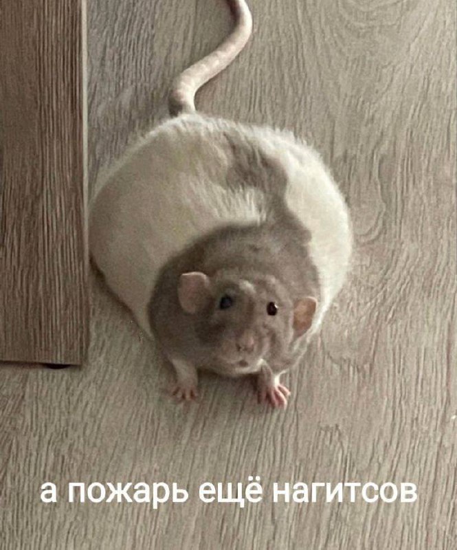 А пожарь ещё нагитсов Крыса на полу просит пожарить ещё наггетсов