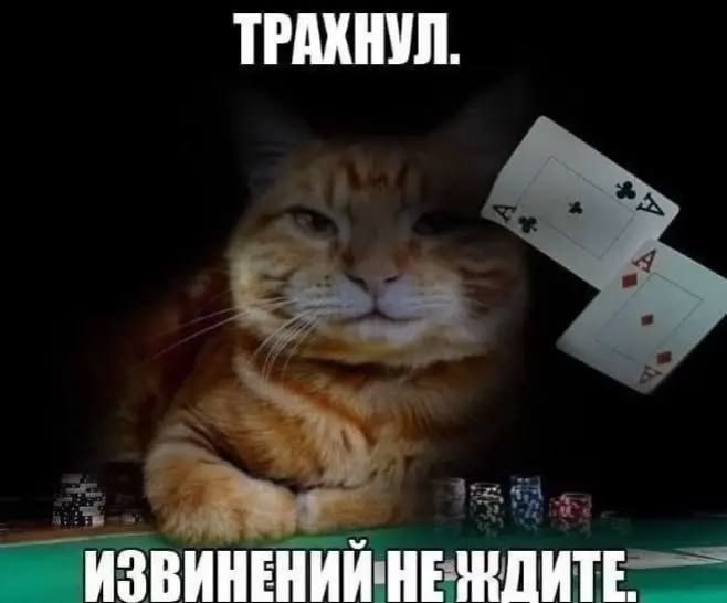 Рыжий кот за покерным столом с картами и фишками: «Трахнул. Извинений не ждите».