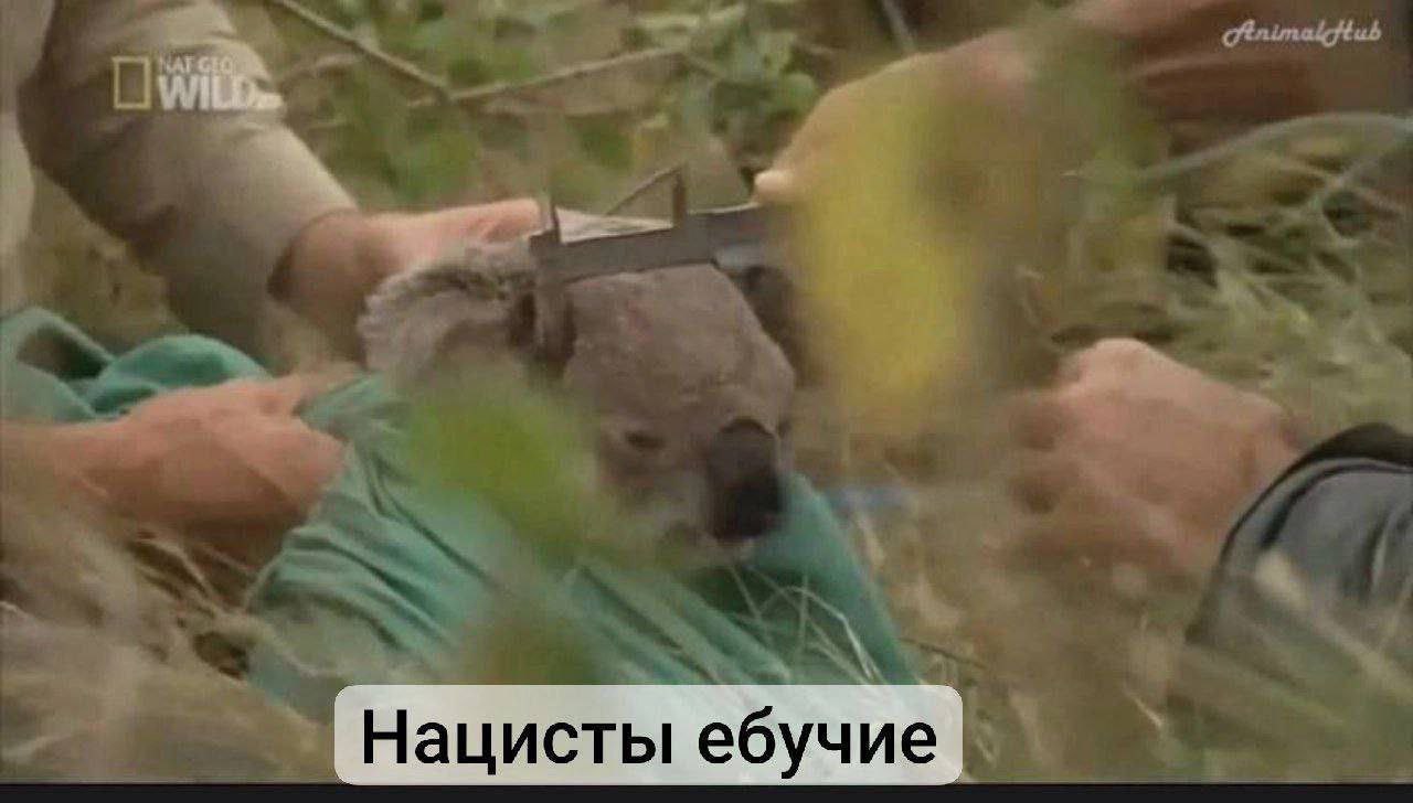 Нацисты ебучие Коала, которой измеряют голову штангенциркулем, и подпись «Нацисты ебучие».