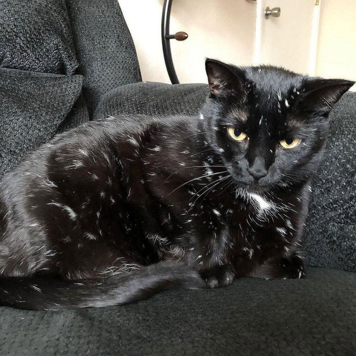 Кот Галактика Мем с котом Галактика, черная кошка со звездами на шерсти