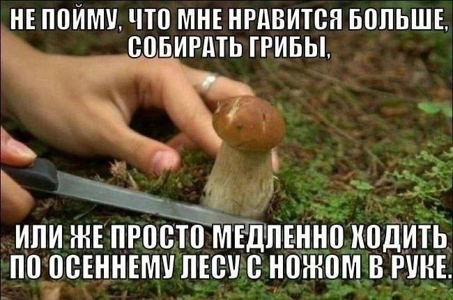 Рука с ножом срезает гриб в лесу, а надпись шутит про то, что нравится больше: собирать грибы или медленно ходить по осеннему лесу с ножом в руке.