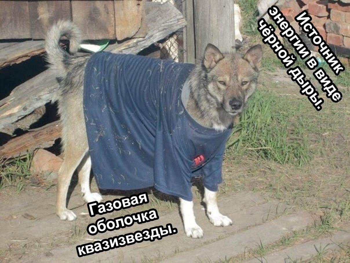 Собака в синей куртке выглядит как космический объект с газовой оболочкой квазизвезды.