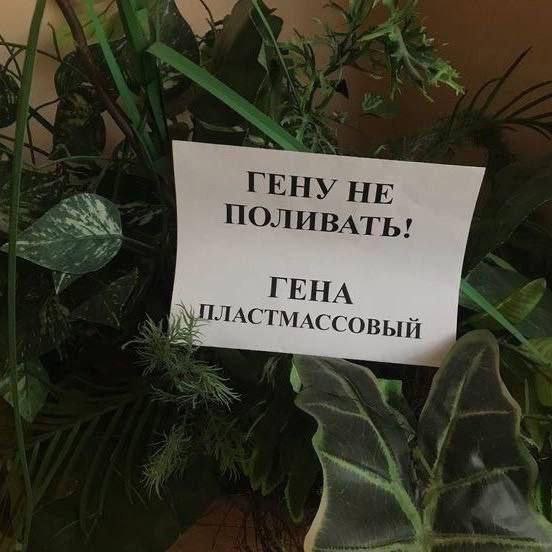 Гену не поливать! Гена пластмассовый Объявление на искусственном цветке "Гену не поливать! Гена пластмассовый"