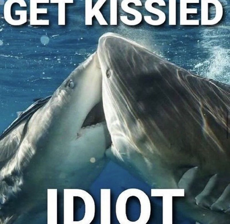 Поцелуй акул Get kissied idiot Мем с двумя акулами, которые «целуются», и текстом «Get kissied idiot»