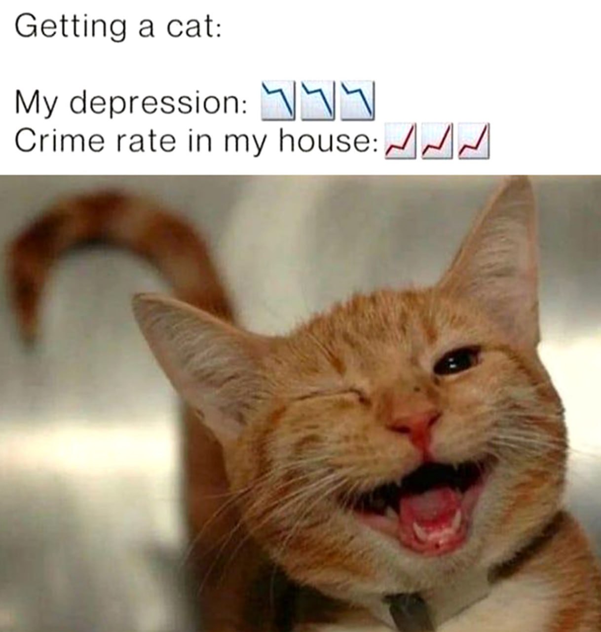 Getting a cat: my depression ↘️↘️↘️ crime rate in my house ↗️↗️↗️ Мем про кошку, которая избавила от депрессии, но увеличила уровень преступности