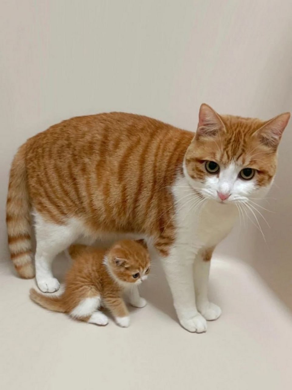 Рыжая кошка с рыжим котенком Рыжая кошка стоит рядом с маленьким рыжим котенком, который выглядит как ее миниатюрная копия