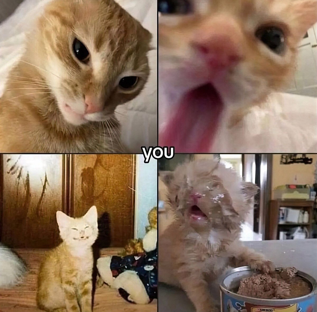 Коллаж с рыжими котами "you" Коллаж из четырех фотографий рыжих котов с разными выражениями: недовольным, зевающим, улыбающимся и испачканным едой