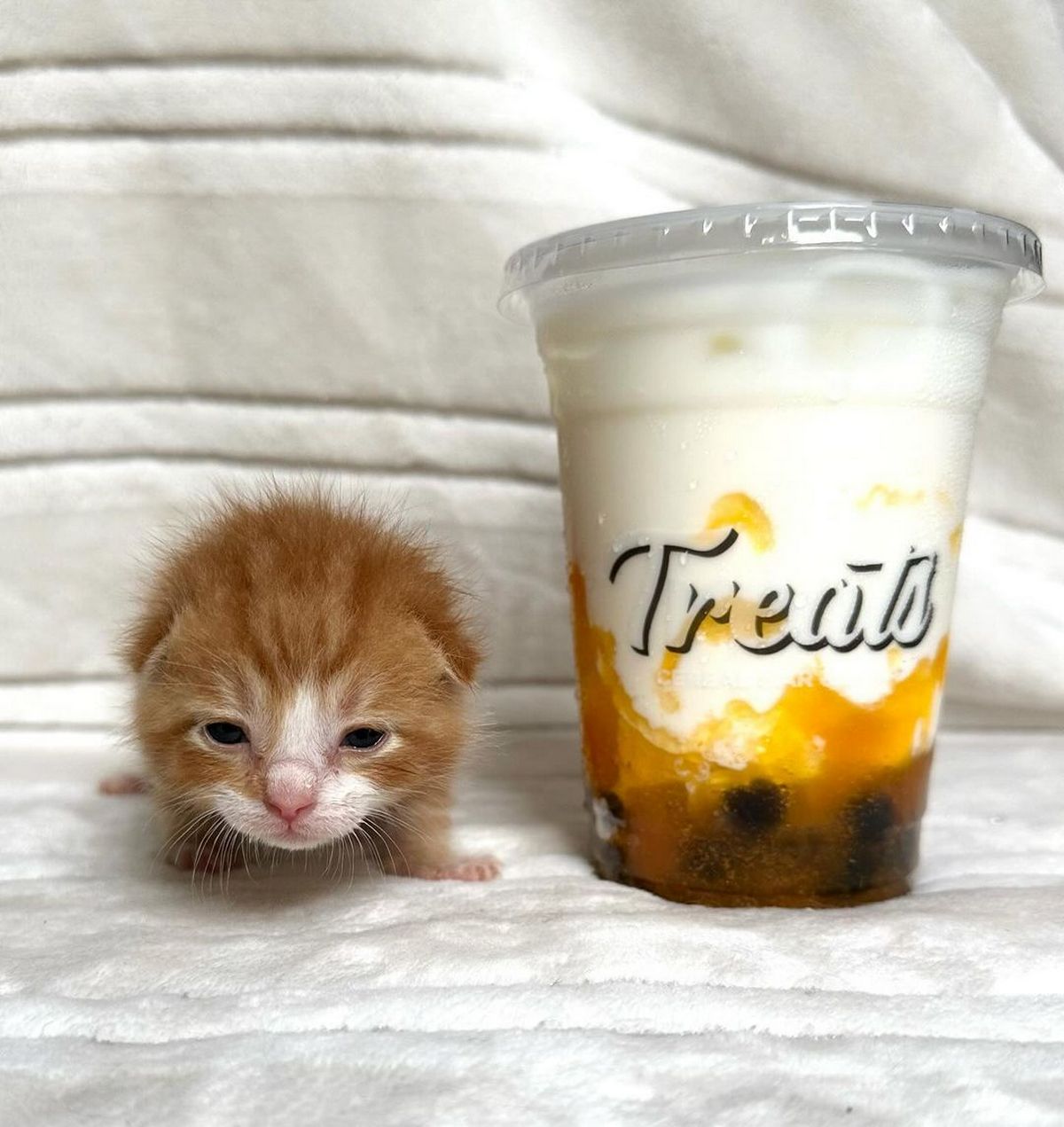 Рыжий котенок и напиток Treat Маленький рыжий котенок лежит на мягком фоне рядом с напитком «Treat»