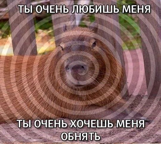 Гипнотизирующая капибара Гипнотизирующая капибара: Ты очень любишь меня, ты очень хочешь меня обнять