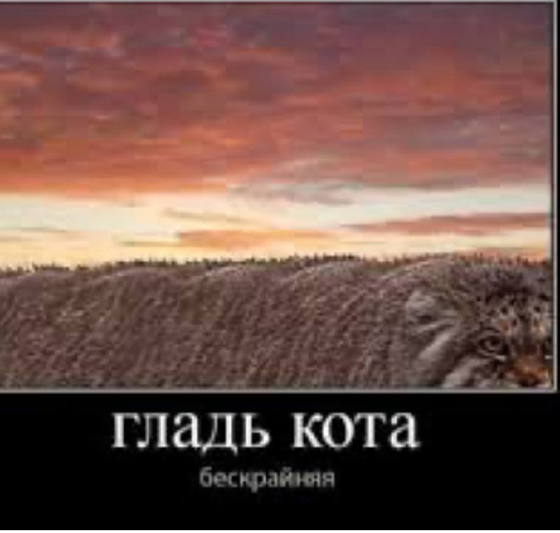 Гладь кота бескрайняя Палас с бескрайним котом, который просит, чтобы его погладили