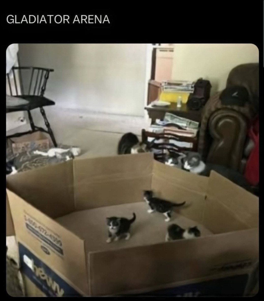 Котята в картонной коробке, гладиаторская арена