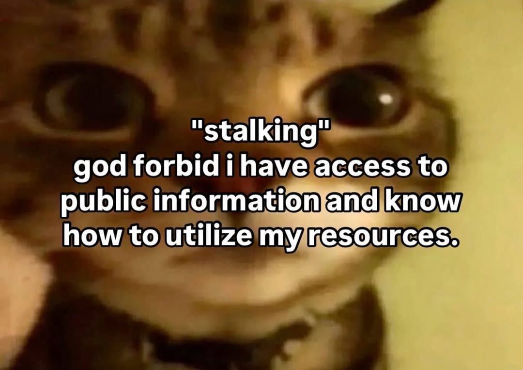 Кот крупным планом с надписью про stalking и доступ к публичной информации