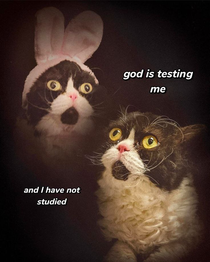 God is testing me and I have not studied Мем с двумя испуганными кошками: одна в заячьих ушах, другая с вьющейся шерстью, и надписью «God is testing me and I have not studied»