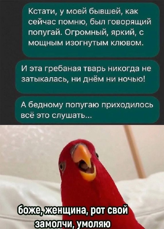 Боже, женщина, рот свой замолчи, умоляю Кричащий красный попугай, который просит женщину замолчать, когда ей бывший парень рассказывает про своего попугая