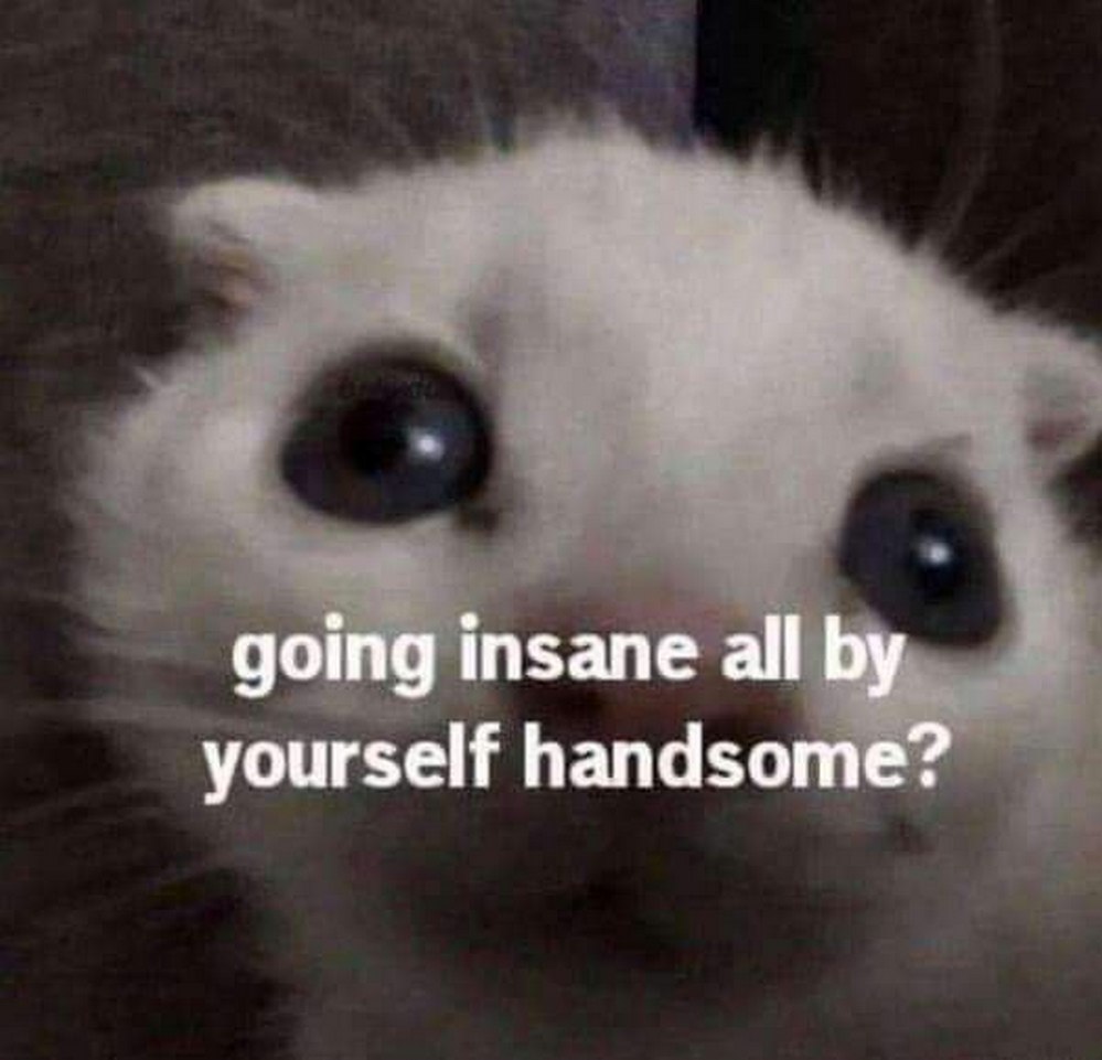 Going insane all by yourself handsome? Мем с котом, который спрашивает "going insane all by yourself handsome?"