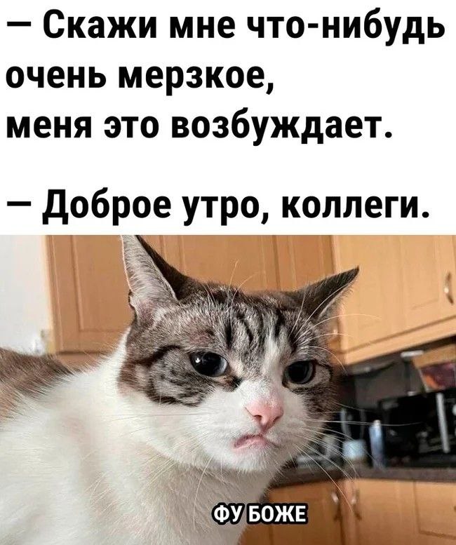 Доброе утро коллеги Мем с котом, которому мерзко от фразы «Доброе утро, коллеги»