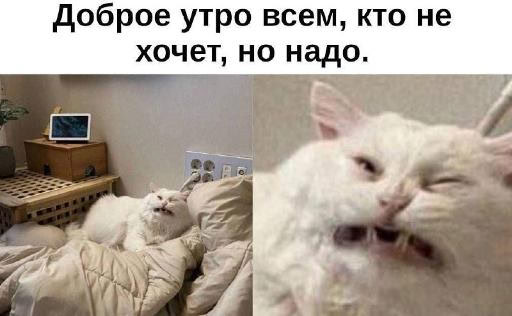 Доброе утро всем, кто не хочет, но надо Кот, который не хочет, но надо