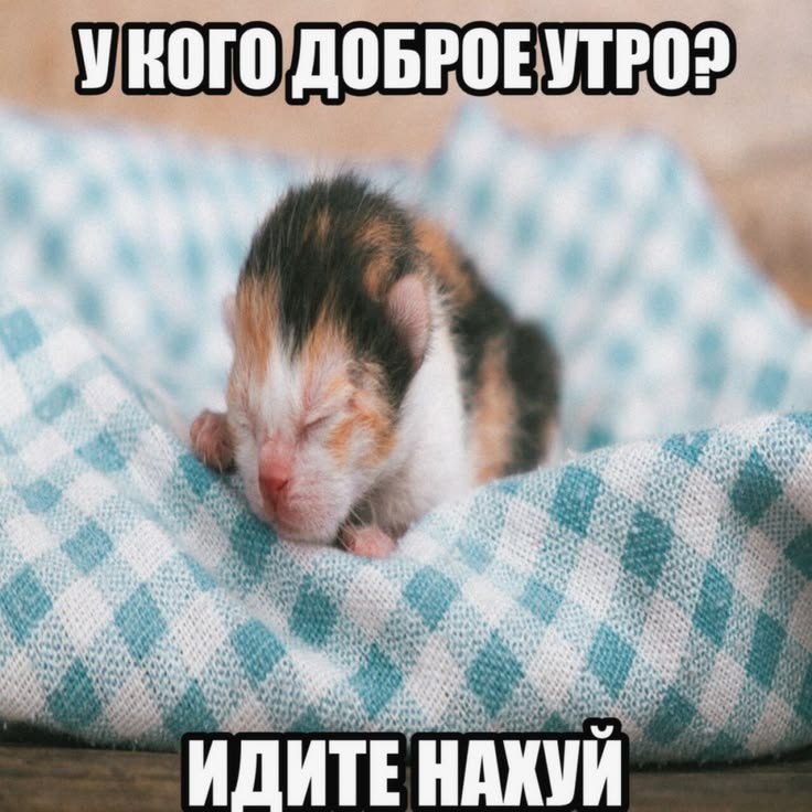 Милый сонный котёнок с саркастичной надписью «У кого доброе утро? Идите нахуй».