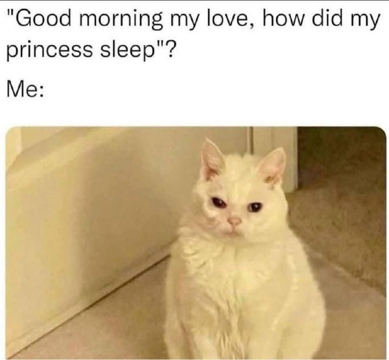 Белый кот с недовольной мордочкой как реакция на фразу «Good morning my love, how did my princess sleep?»