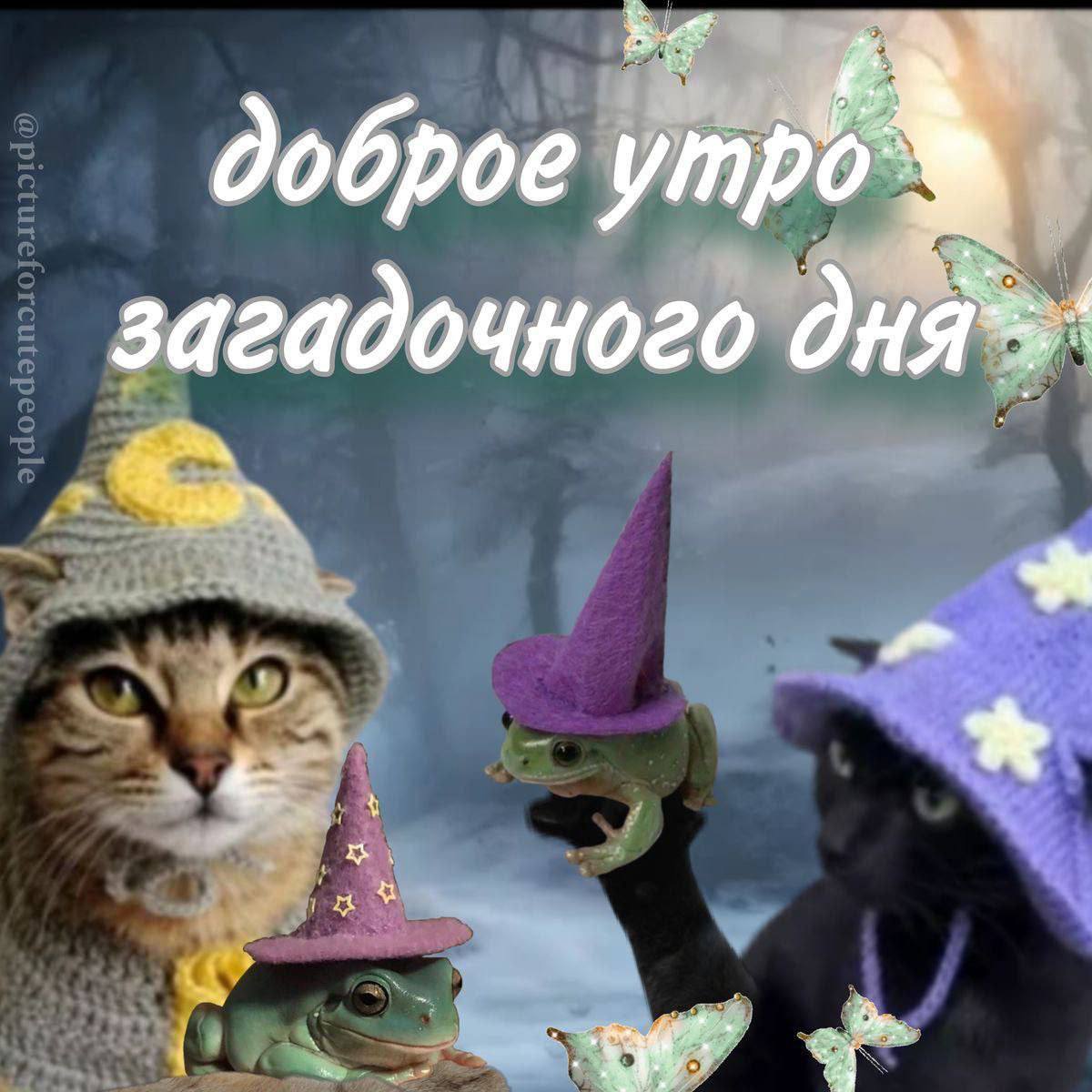 Доброе утро загадочного дня Мем с котами и лягушками в шляпах волшебников и надписью «Доброе утро загадочного дня»
