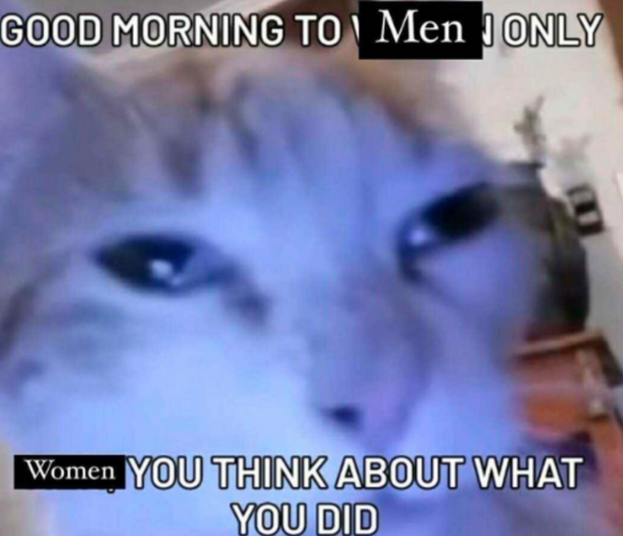 Good morning to men only Кот из мема «Good morning to men only»