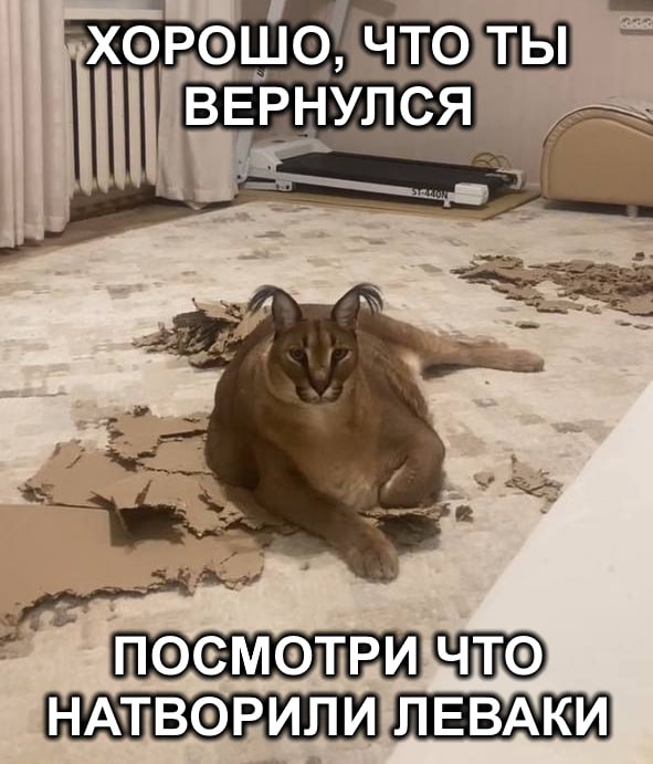 Флопа лежит среди разорванного картона, жалуясь на беспорядок, который, вероятно, сам и устроил, со словами: "Хорошо, что ты вернулся. Посмотри, что натворили леваки".