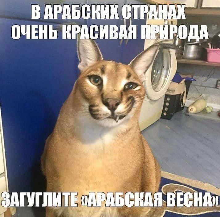 Загуглите «Арабская весна» Мем с котом Каркалом, который загадочно улыбается и предлагает загуглить «Арабская весна»