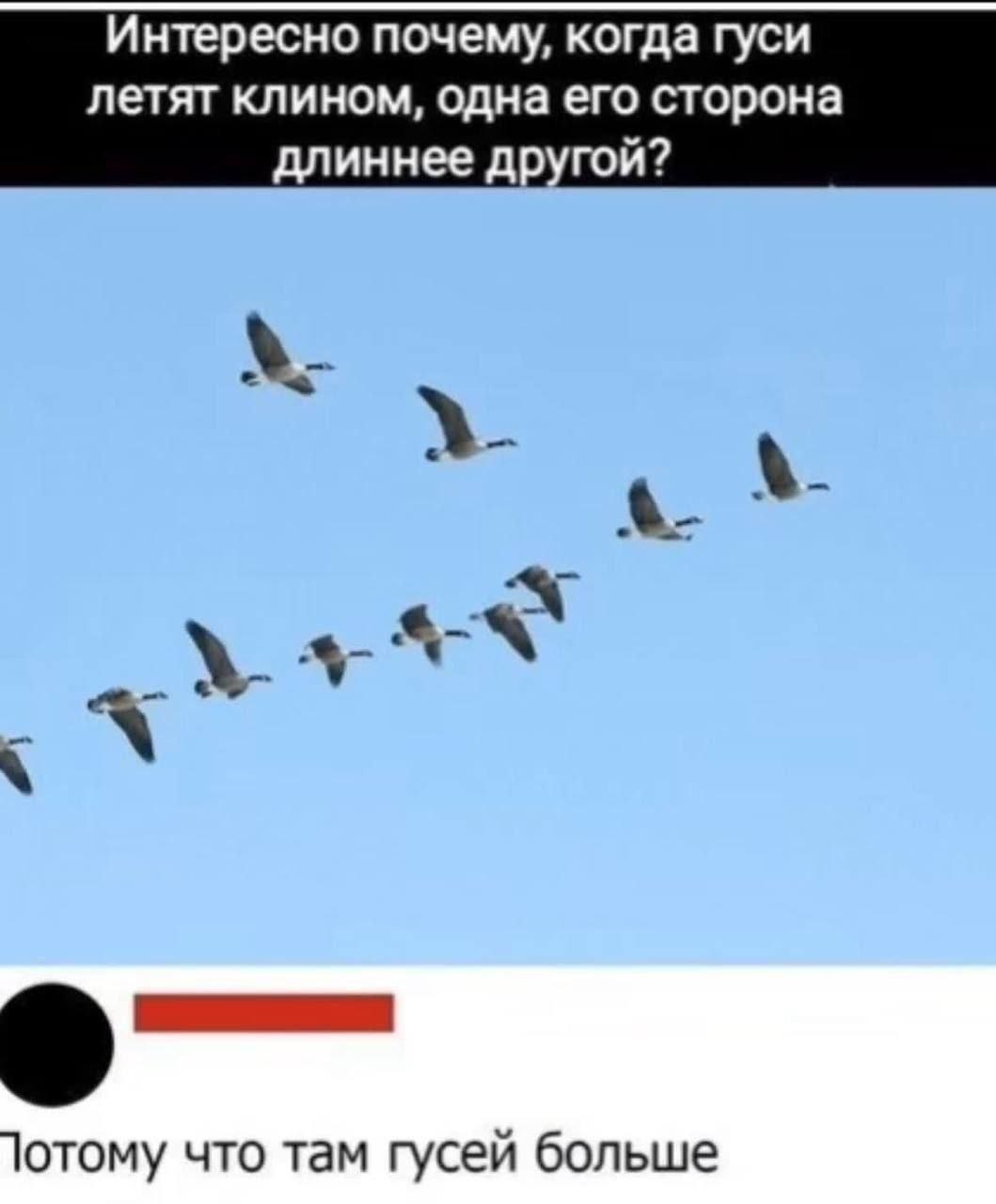 Гуси летят клином, одна сторона длиннее другой Гуси летят клином, одна сторона длиннее другой, потому что там гусей больше