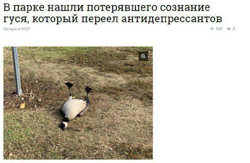 Гусь переел антидепрессантов В парке нашли потерявшего сознание гуся, который переел антидепрессантов
