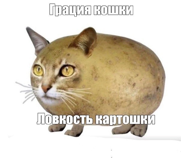 Забавный фотомонтаж с котом-картошкой и надписями «Грация кошки» и «Ловкость картошки»