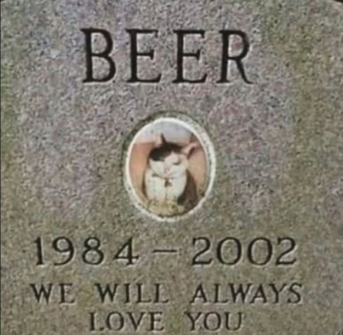 Надгробие с котом Beer Надгробие с надписью "Beer" и фотографией кота