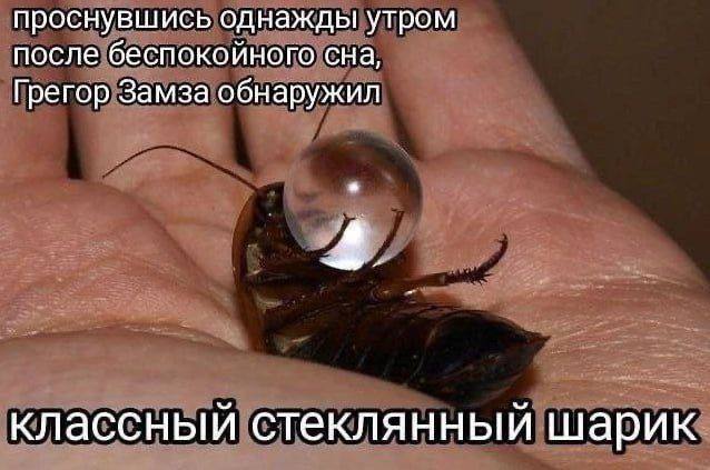 Грегор Замза и стеклянный шарик Таракан с прозрачным шариком, словно Грегор Замза нашедший что-то новое после беспокойного сна.
