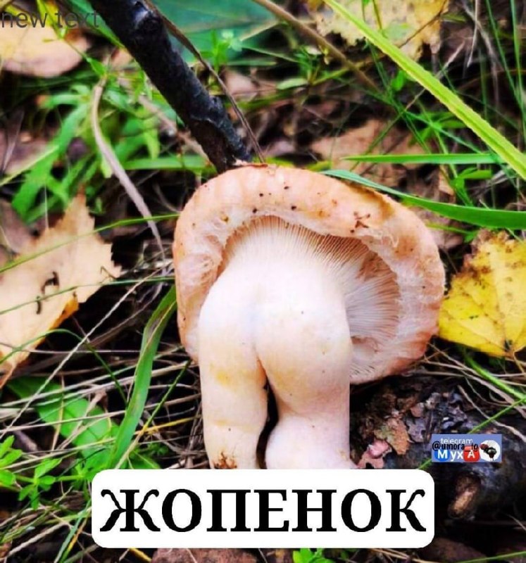 Необычный гриб, похожий на человеческие ягодицы, с подписью «ЖОПЕНОК».