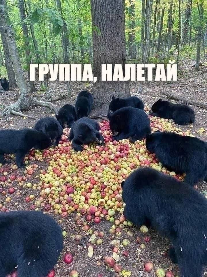 Группа, налетай! Медведи едят яблоки с надписью "Группа, налетай!"