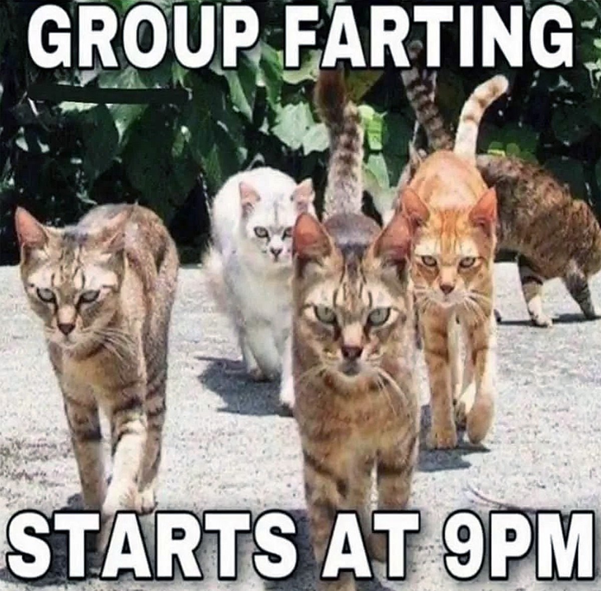 Group Farting Starts At 9PM Группа серьезных кошек идет по улице, а надпись гласит «Group Farting Starts At 9PM»
