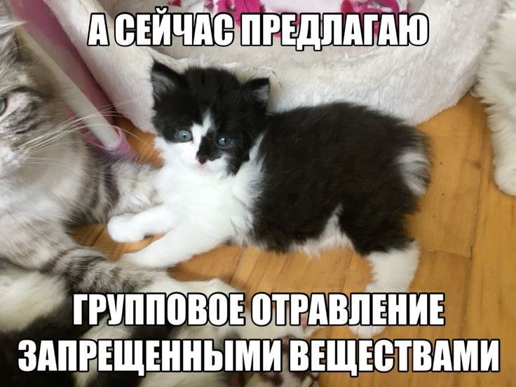 Групповое отравление запрещенными веществами Милый котенок предлагает групповое отравление запрещенными веществами