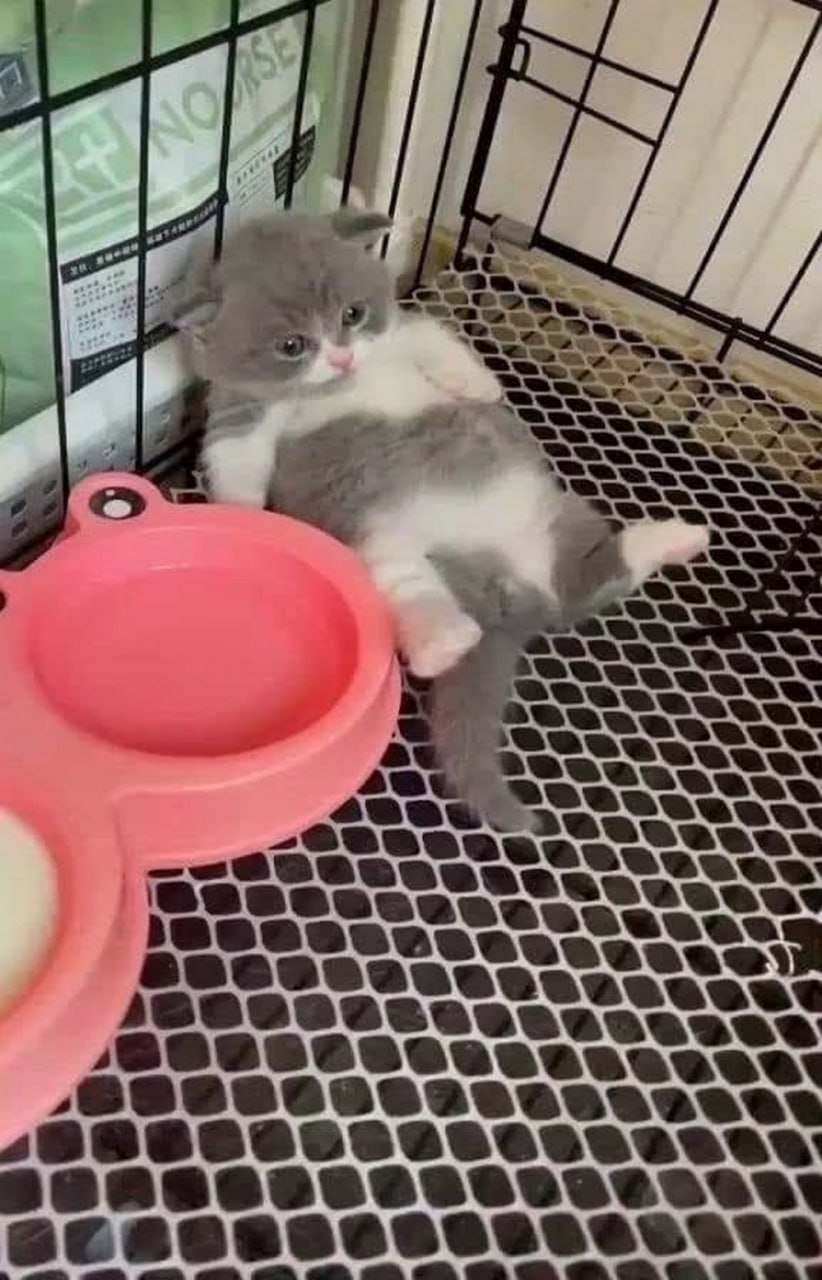Грустный котёнок в клетке Грустный котёнок сидит, прислонившись спиной к прутьям клетки, а лапки лежат на полу