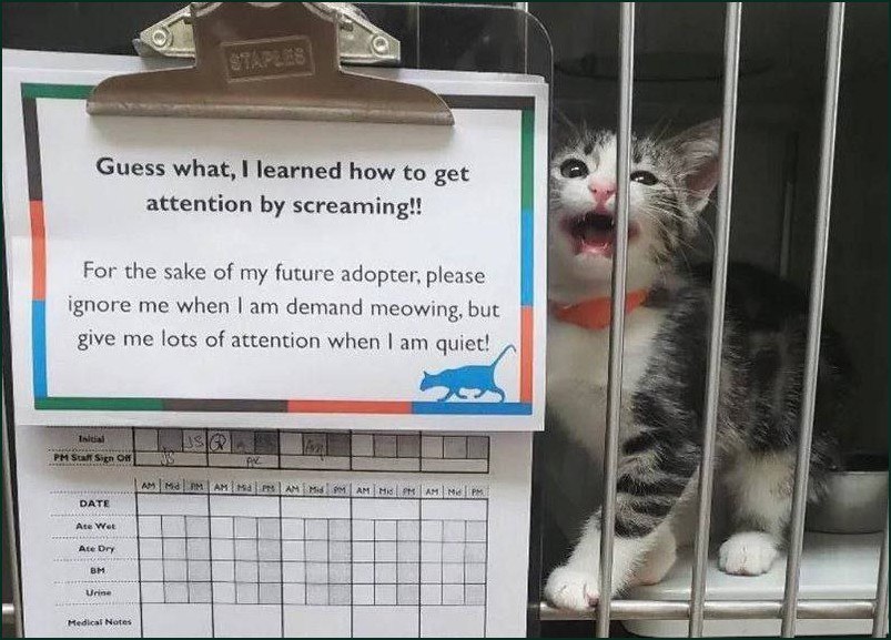 Кричащий котенок и объявление о том, что его нужно игнорировать, когда он мяукает