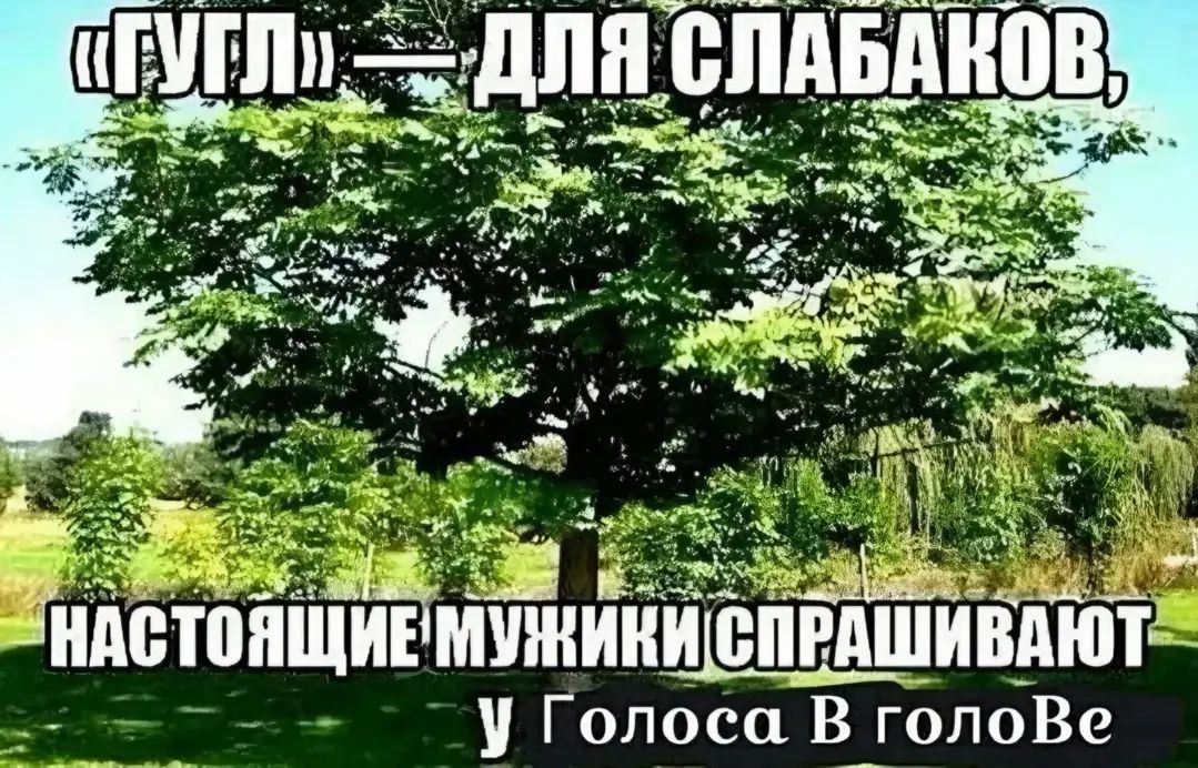 Гугл для слабаков, настоящие мужики спрашивают у голоса в голове Мем про то, что «Гугл» для слабаков, а настоящие мужики спрашивают у голоса в голове, на фоне дерева и зелёной травы.