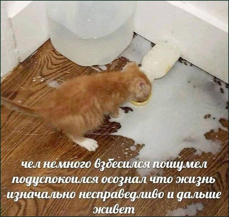 Рыжий котёнок лежит в разлитой жидкости после эмоционального срыва и осознания того, что жизнь изначально несправедлива.
