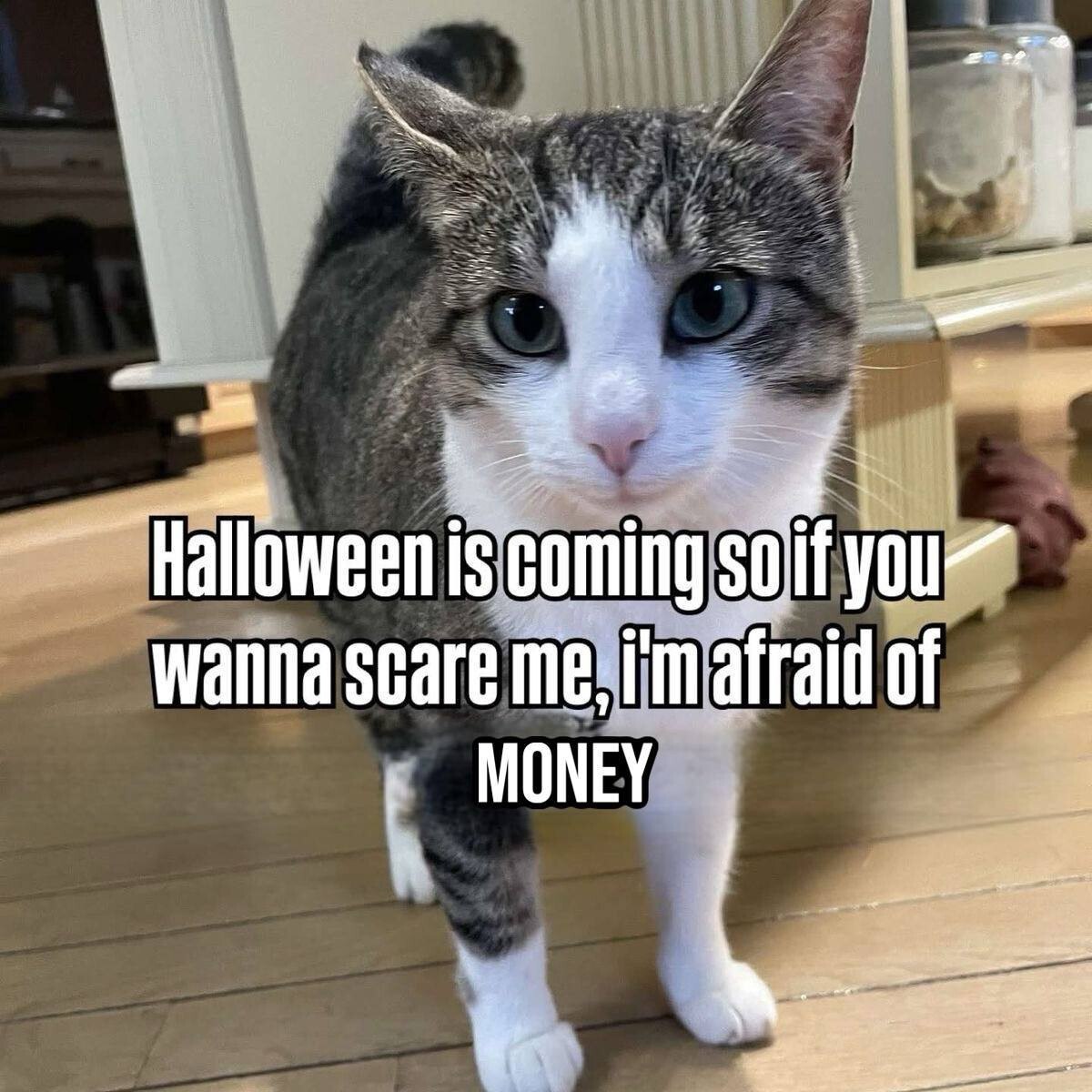 Halloween is coming so if you wanna scare me, I'm afraid of MONEY Кот заявляет, что боится денег, потому что скоро Хэллоуин, и просит напугать его деньгами