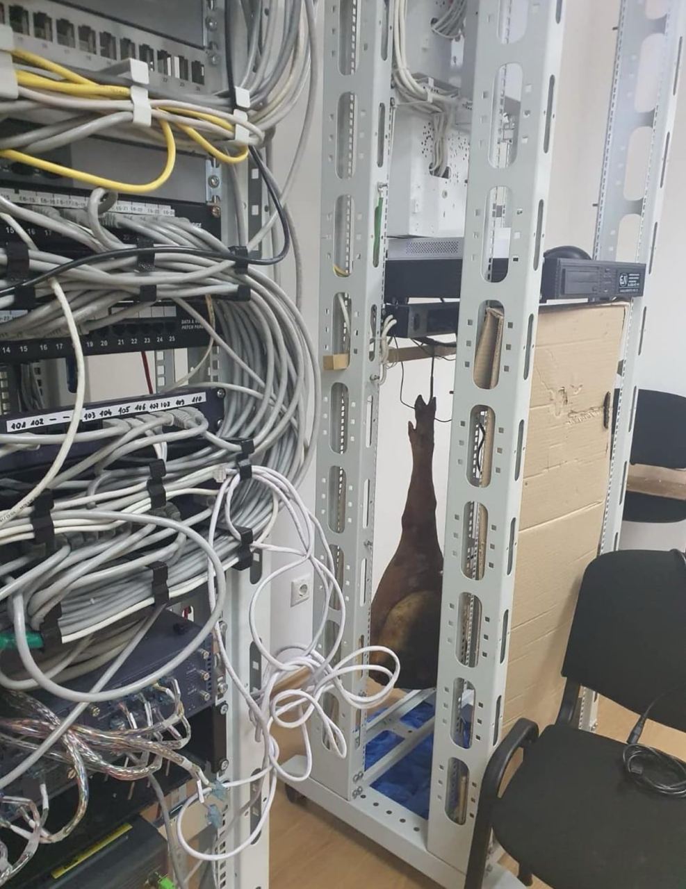 Окорок в серверной стойке Окорок, висящий в стойке с серверами, рядом со спутанными проводами.
