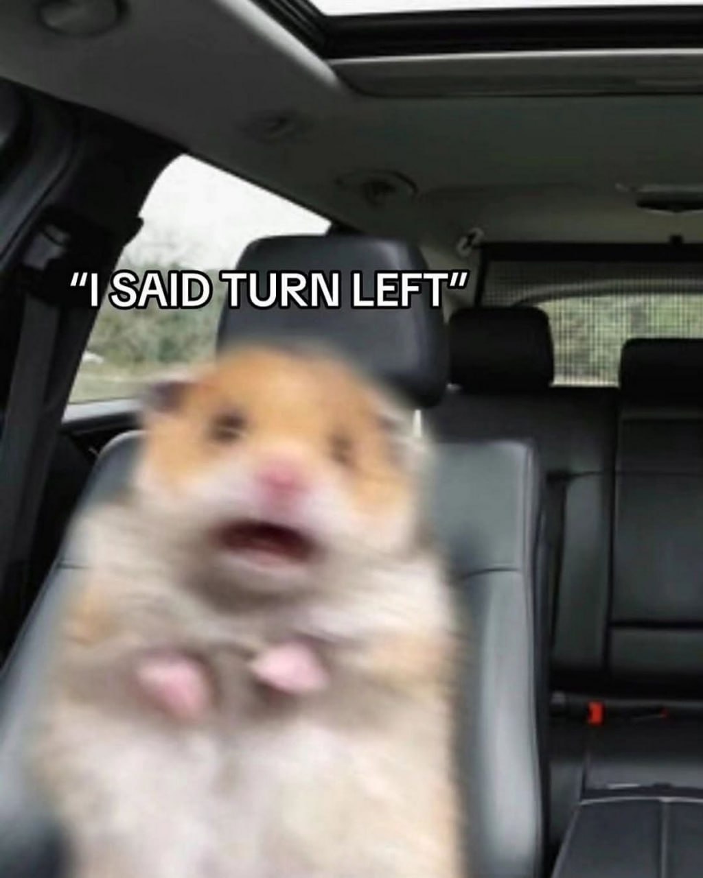 Хомяк I said turn left Испуганный хомяк в машине с текстом «I SAID TURN LEFT»