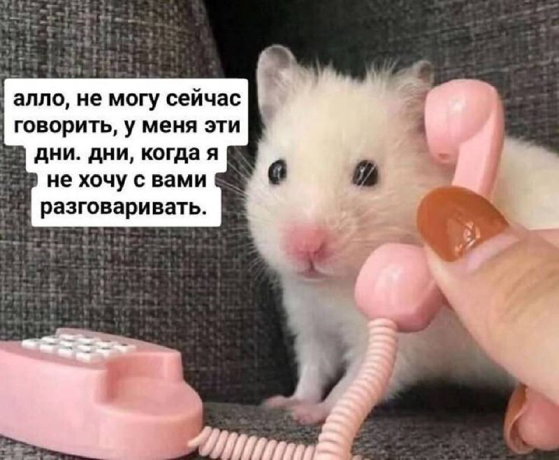 Алло, не могу сейчас говорить, у меня эти дни Хомяк разговаривает по телефону и говорит, что не хочет ни с кем разговаривать