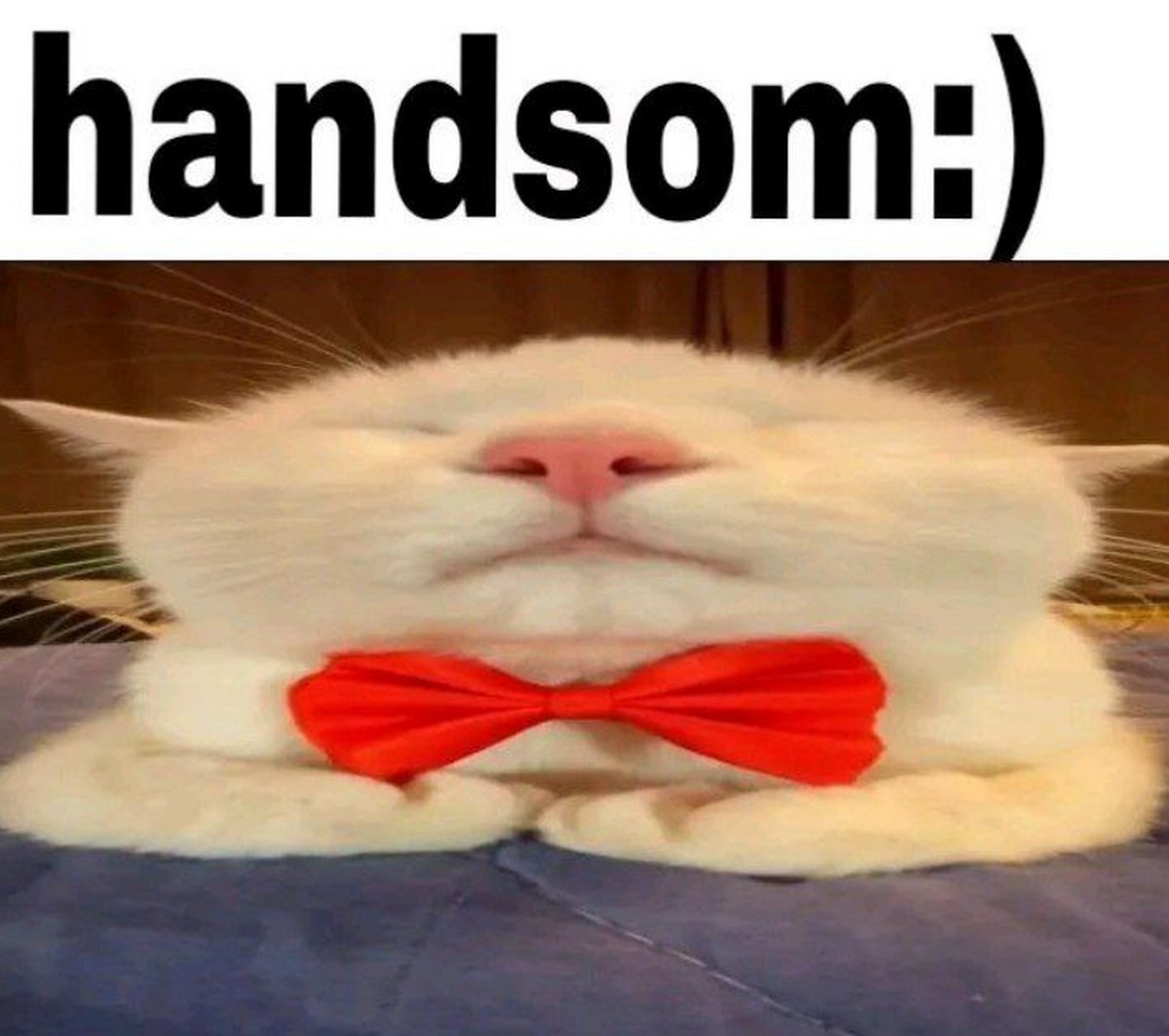 Handsome кот Красивый кот с бабочкой